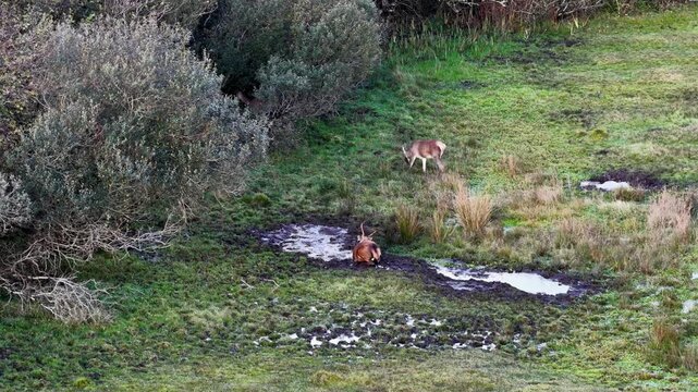 Red deer stag wallowing in the mud during the rut in County Donegal, Ireland.