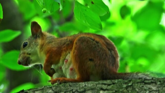 Female red squirrel resting on a tree branch in lush green foliage.