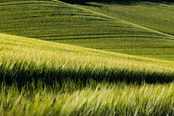 Obraz premium abstract background of green wheat