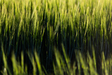 Obraz premium abstract background of green wheat
