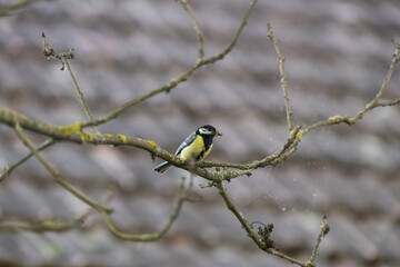 Fototapeta premium small colorful bird on a treebranch