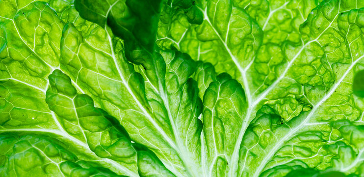 abstract close up on fresh green salad leaf