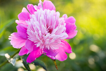 Fototapeta premium beautiful pink peony in garden