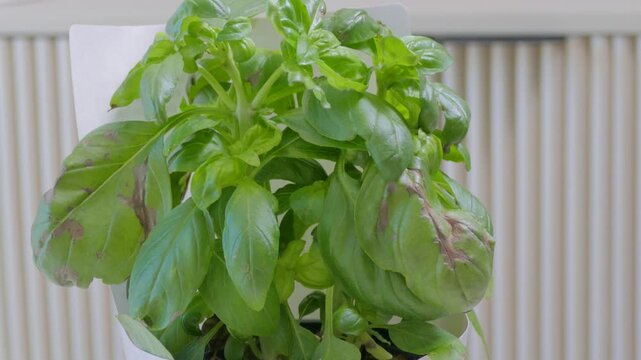 Sick potted basil plant with brown spots on leaves