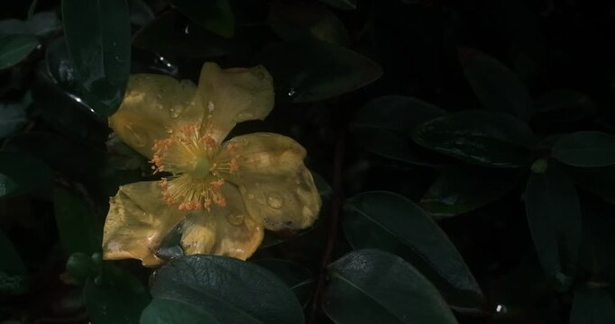This is a yellow flower with five petals, a pistil and numerous stamens, set against a backdrop of green foliage. The green leaves provide a backdrop, and the pistil is pale in colour.
