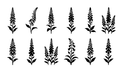 Digitalis Foxglove Silhouettes, Botanical Vector Illustrations, Wildflower Plant Graphics, Garden Floral Elements, Black and White Nature Icons © Farhan