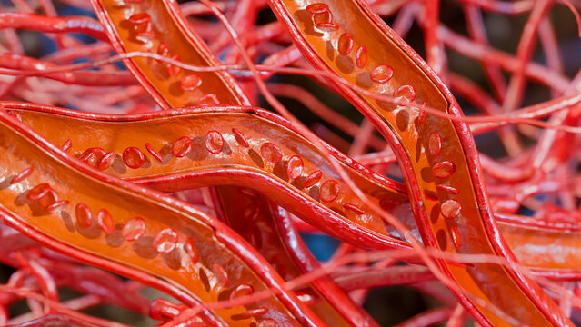 Blood Flow in Human Capillaries and Microcirculation, Red and White Blood Cells Moving Through small Vessels, Erythrocytes and Leukocytes Moving Through Microvasculature, 3d render