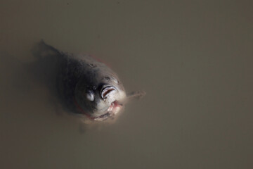 Dead fish floating in murky polluted water, close up © k49red