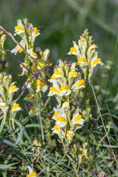 Yellow blossoms of common toadflax (Linaria vulgaris). Closeup. Ideal for publications about naturalistic gardening and in botanical magazines.