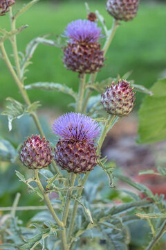 Cardoon blossom with its purple florets (Cynara cardunculus). Ideal for publications in horticultural and gardening magazines.