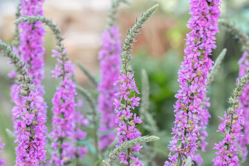 Obraz premium Group of purple loosestrife flower spikes. (Lythrum salicaria). Typical habit of the flower spikes. Ideal for publicaions about naturalistic gardening.