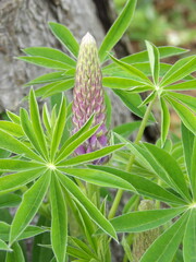 Zbliżenie na kwiat łubinu © Kumulugma