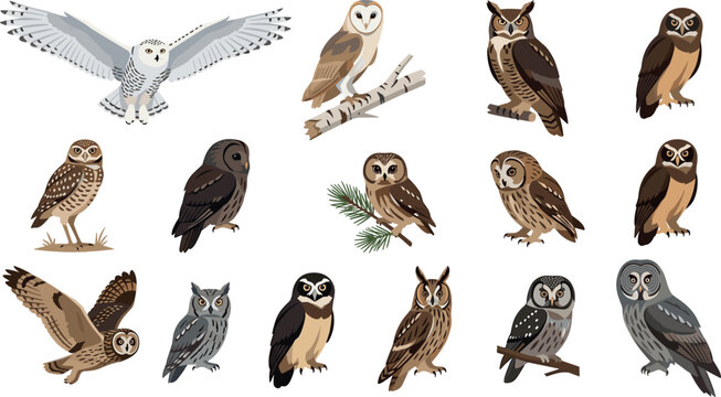 Diverse Owl Breeds Flat Vector Illustration Set Featuring Snowy Barn Great Horned Burrowing and Screech Owls in Perching and Flight Poses