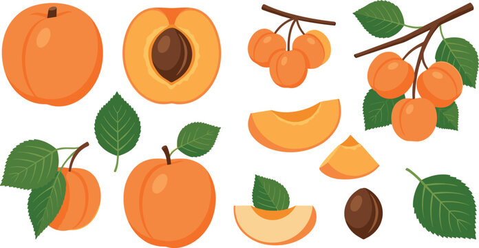 Fresh Apricot Vector Fruit Set Featuring Whole Apricots Halves with Pips Slices Wedges and Green Botanical Branch Elements for Food Branding