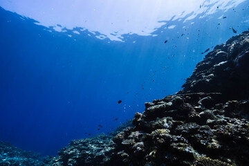 Fototapeta premium Sunlight Filtering Through the Ocean Above a Coral Reef