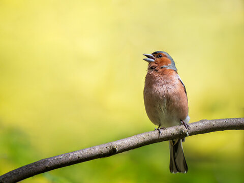Colorful male chaffinch songbird perching on tree branch with open beak and singing. Beautiful bright yellow and green blurred background with copy space. Wild nature photography in spring park