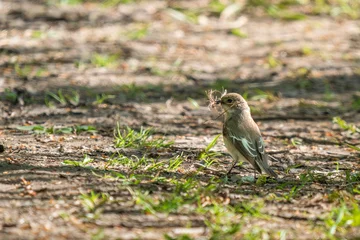 Female pied flycatcher bird on the forest floor with dry grass in its beak for nest building. Beautiful natural blurred background with copy space. Wild nature photography in a spring park © fascinadora