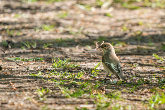 Female pied flycatcher bird on the forest floor with dry grass in its beak for nest building. Beautiful natural blurred background with copy space. Wild nature photography in a spring park