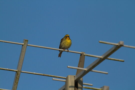 serin cini