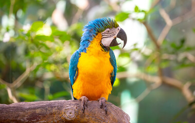 Fototapeta premium Close-up of a blue and yellow macaw parrot. The multi-colored parrot sits on a perch. The background is blurred with tree foliage, highlighting the birds' vibrant colors.