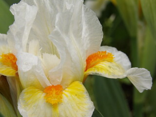 Zbliżenie na kwiat irysa © Kumulugma