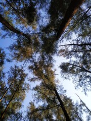 Fototapeta premium Low Angle View of Tall Forest Trees with Autumn Foliage Against Blue Sky 