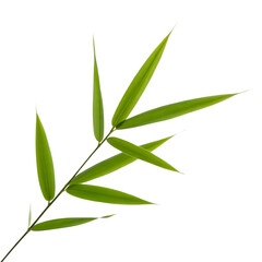 Fototapeta premium Fresh Green Bamboo Leaves Branch Isolated on Transparent Background