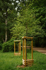 Young trees supported by wooden staking frames in a lush green urban park during a sunny afternoon, sustainable city landscaping, arboriculture, environmental conservation, urban forestry © Olga Yashnikova