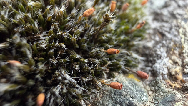 Macro close-up of green cushion moss with orange spore capsules on slender stalks above silvery hair-tipped leaves on weathered rock. Delicate bryophyte texture in sharp focus