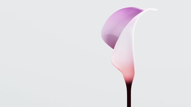 Delicate Pink Calla Lily Slowly Blooming in Closeup on Light Minimalist Background, Elegant Soft Floral Motion with Purple Petal