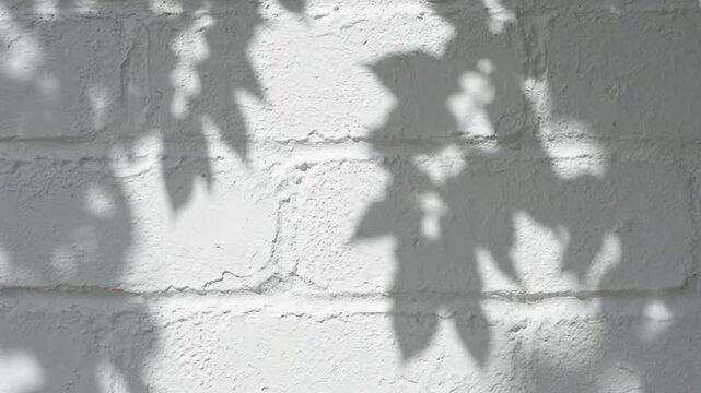 Abstract shadow of tree leaves on a white painted brick wall background.