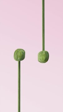 Yellow Daffodils Emerging and Smoothly Blooming Towards Camera on Pink Minimalist Background, Spring Floral Motion with Green Stems