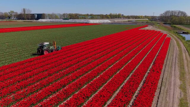 Aerial wide shot of a farm tractor working in a massive vibrant red tulip field with perfectly straight rows next to a rural dirt road and water canal in the Netherlands on a bright sunny day