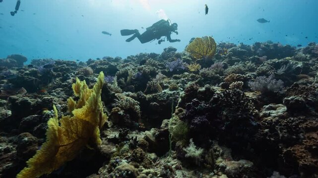 Underwater reef scene with silhouetted SCUBA divers in the Palau marine sanctuary