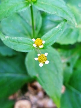 Close-up of Small Wildflowers with White Petals and Yellow Centers amidst Lush Green Leaves in a Natural Meadow