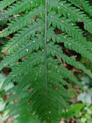 Fototapeta premium Lush green fern leaf close-up showing detailed frond structure in natural outdoor lighting