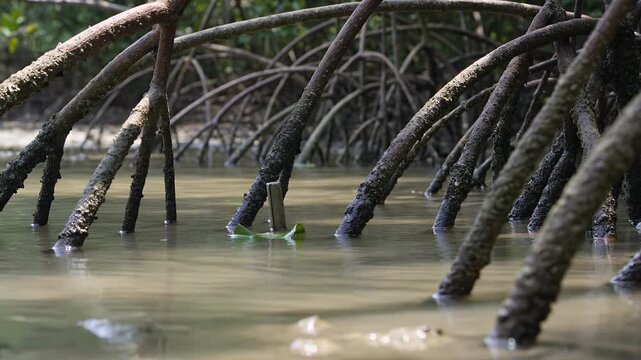 Mangrove trees, roots and swamp water for nature conservation, environmental protection and coastal ecosystem. Tropical forest, river bank and plant in wild with biology, growth and landscape.