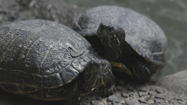 2 Red-eared slider turtles in Ohori Park