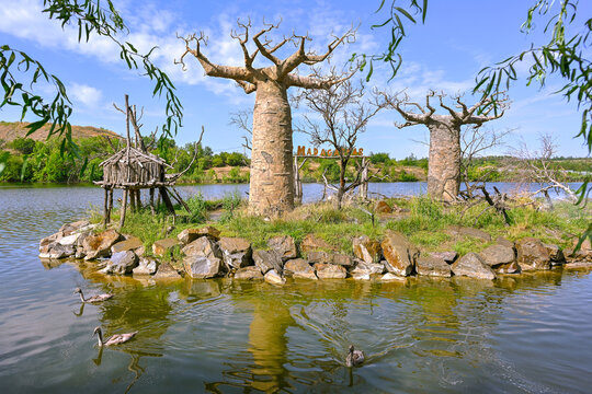 Baobab trees with lemurs on an ornamental island at the Malinki Zoo, Rostov-on-Don region of Russia