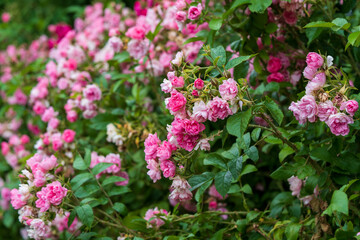 Obraz premium Blooming Bush Rose Garden with Pink Blossoms. 