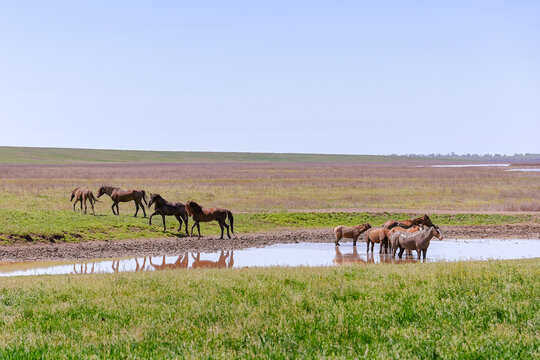 Two groups of wild horses at a watering hole in the steppe, Rostov-on-Don region of Russia