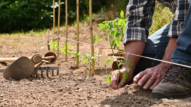 Close up of farmer's hands planting tomato seedling in soil in organic field. Garden work in spring. Traditional agriculture. Footage.