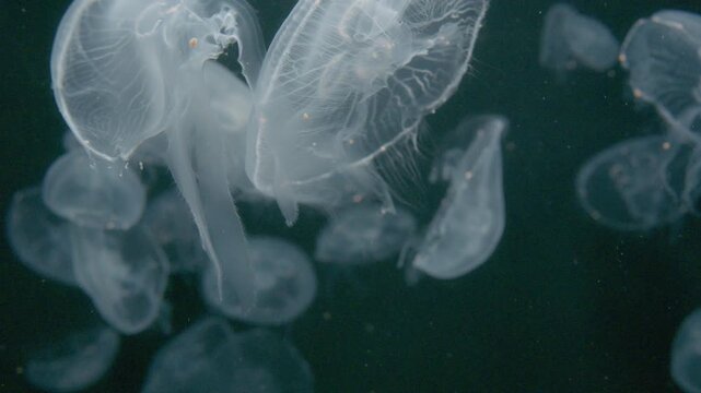 4K Video of moon jellyfish swimming gracefully against a black background.	
