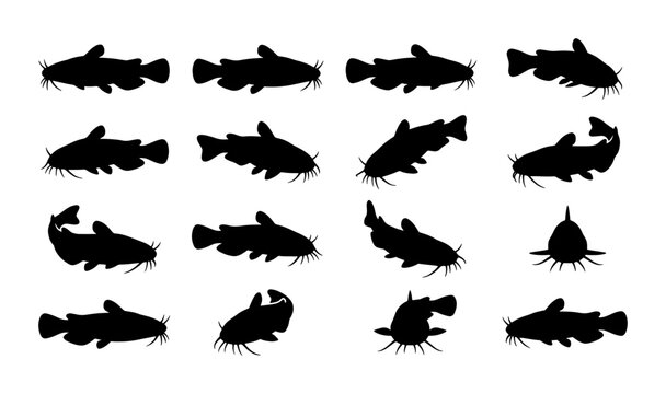 16 Catfish Silhouettes, Aquatic Wildlife Vector Icons, Underwater Animal Poses, Seafood Illustration Elements