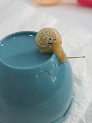 Baby snail climbing on plastic cup © Кадер Ахмед