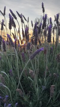 Lavender flowers gently swaying in the warm evening breeze at sunset with soft golden sun rays shining through the stems. Static nature footage with natural movement and a peaceful summer atmosphere.