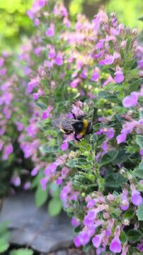 Fluffy bumblebee collecting nectar and pollinating tiny purple flowers on a green bush during a bright sunny summer day in a park macro vertical shot