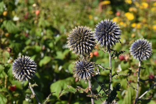 A plant with spherical shapes of echinoderms