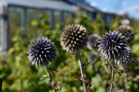 A plant with spherical shapes of echinoderms