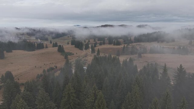 Dense Fog Rolling Through Misty Pine Forest